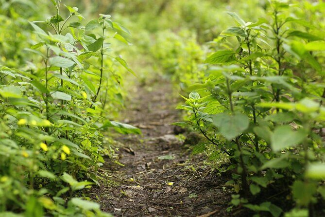 Coffee Farm Hike Through Jamaicas Blue Mountain from Montego Bay - The Sum Up