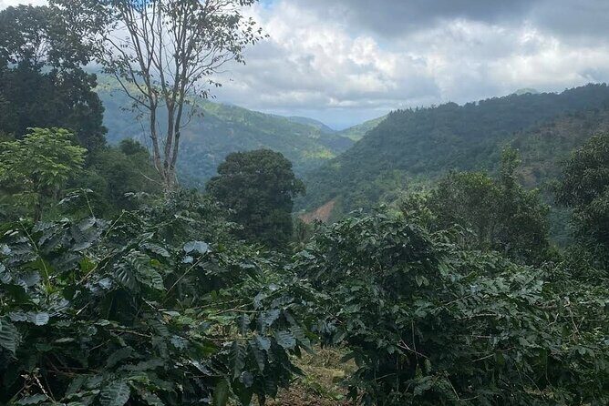 Coffee Farm Tour from Port Antonio - Considerations & Practical Tips