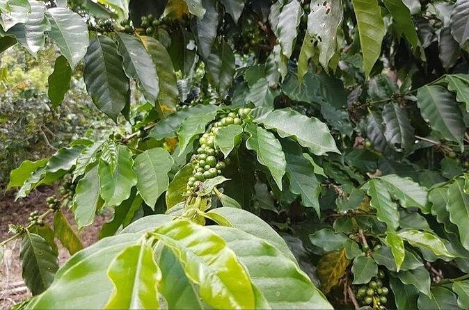 Coffee Farm Tour from Port Antonio - FAQ