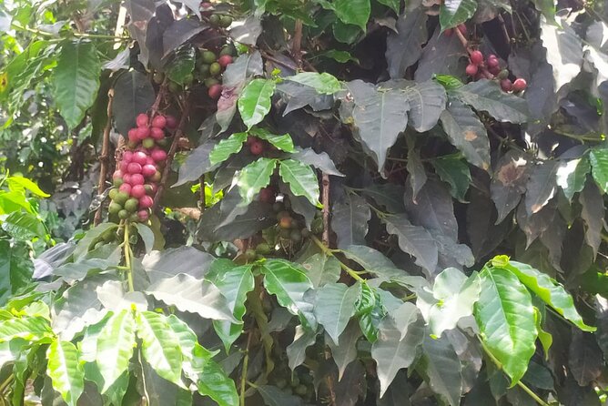 Coffee Farming Tour in Kenya - Good To Know
