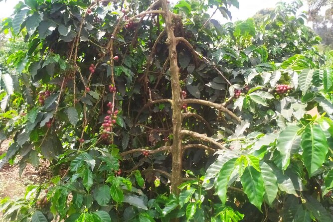 Coffee Farming Tour in Kenya - Cancellation Policy and Guarantee