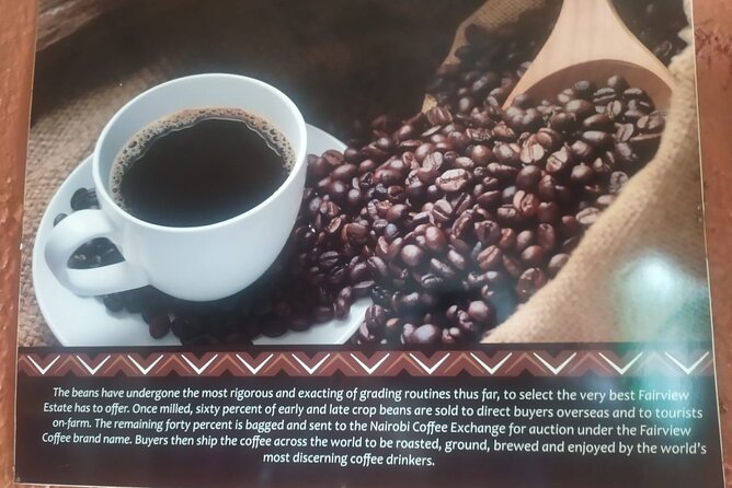 Coffee Farming Tour in Kenya - What To Expect on the Tour