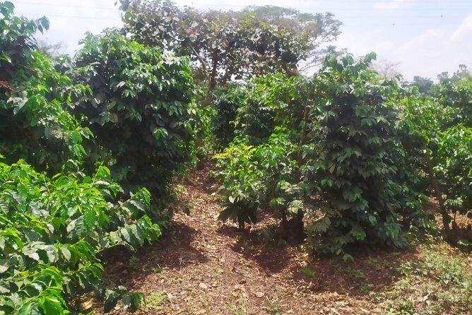 Coffee Farming Tour in Kenya - Frequently Asked Questions