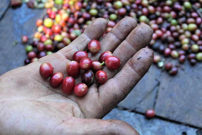 Coffee Plantation Visit and Tasting Activity in Costa Rica - Tour Highlights