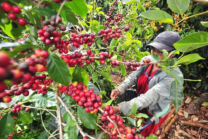 Coffee Plantation Visit and Tasting Activity in Costa Rica - Activity Inclusions