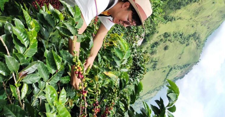 Coffee Region Colombia: Authentic Coffee Experiences - Good To Know