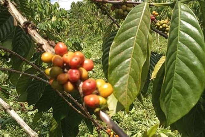 Coffee Road Excursion : Plantation, Processes, Tasting and More - Tour Inclusions