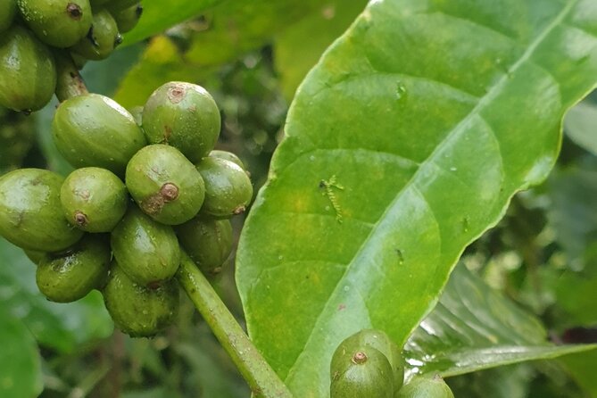 Coffee Road Excursion : Plantation, Processes, Tasting and More - Additional Activities