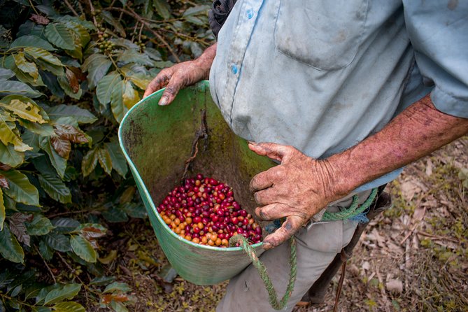 Coffee Tour. - What to Expect