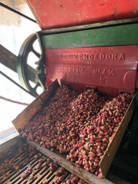 Coffee Tour in Garden Antioquia - From Medellín - Tour Highlights and Itinerary