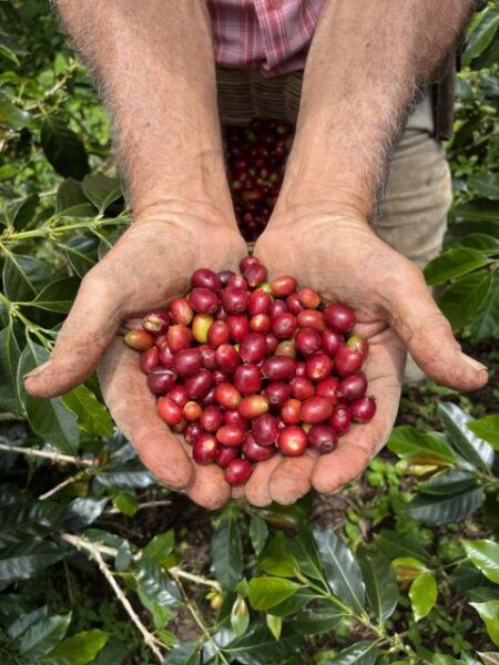 Coffee Tour in Garden Antioquia - From Medellín - The Sum Up