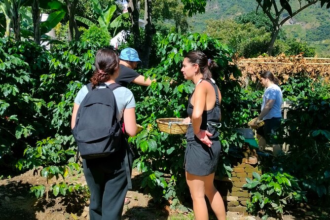 Coffee Tour in Lake Atitlán - Tour Inclusions and Start Time