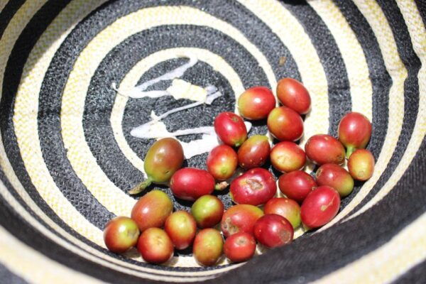 Coffee Tour in Medellin With Transportation and Meals - Transportation and Meal Inclusions