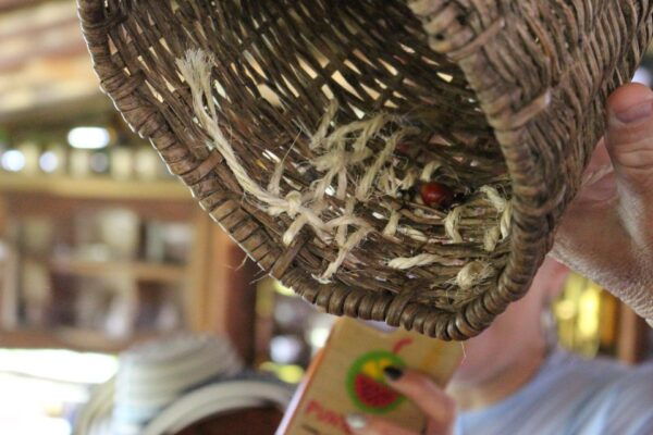 Coffee Tour in Medellin With Transportation and Meals - Frequently Asked Questions