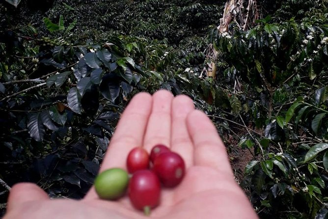 Coffee Tour Medellin - Reviews