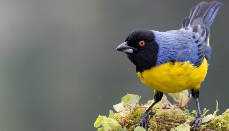 Coffee Wings: 8 Day Birdwatching in Colombia Coffee Region - Good To Know