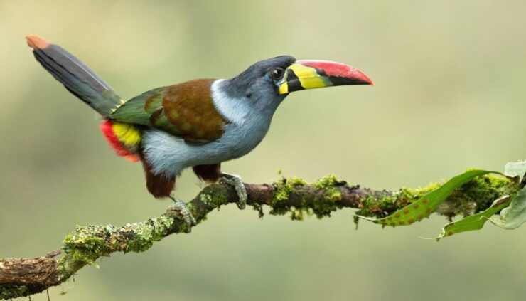Coffee Wings: 8 Day Birdwatching in Colombia Coffee Region - Day 1: Arrival and Tinamú Sanctuary
