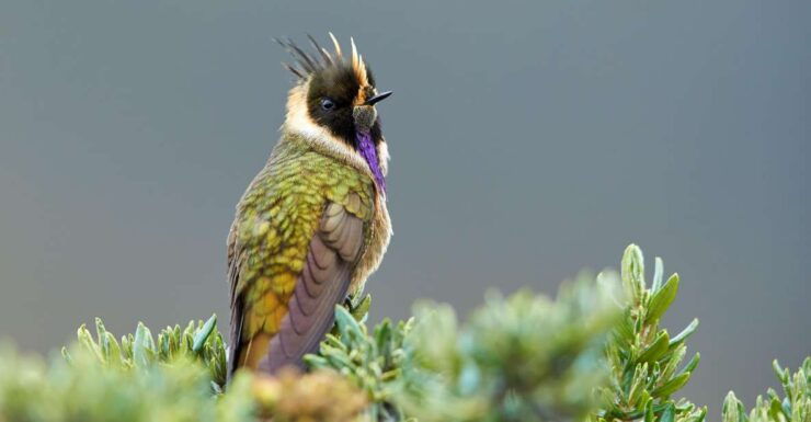 Coffee Wings: 8 Day Birdwatching in Colombia Coffee Region - Day 2: Exploring Río Blanco Reserve