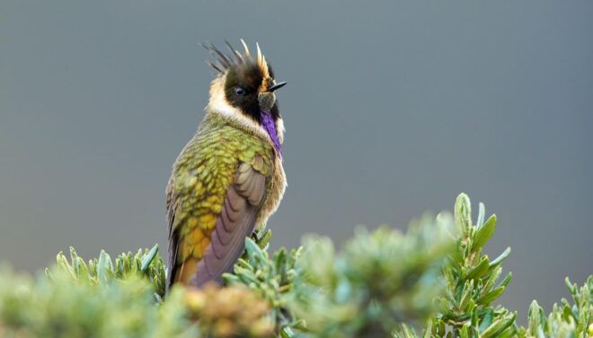 Coffee Wings: 8 Day Birdwatching in Colombia Coffee Region - Day 6: Hidden Trails and Gems