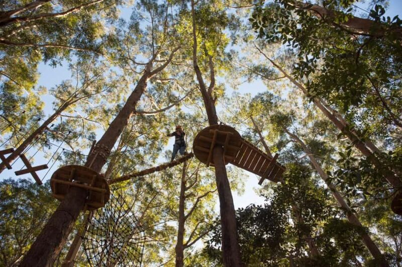 Coffs Harbour: Treetops Adventure Tree Ropes Course - The Experience for Different Travelers
