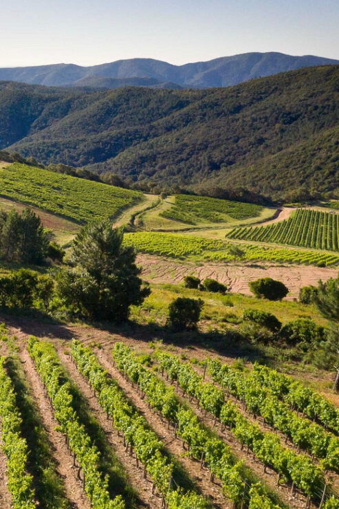 Cogolin: Guided Wine Luxury Experience at Chateau Saint Maur - Facilities and Production Insights