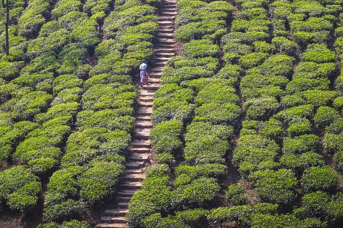 Coimbatore to Ooty- Transfers+Hotel+Sightseeing - Sightseeing Attractions
