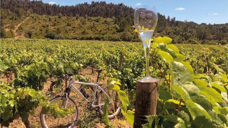 Coimbra: Prior Lucas Wine Experience - Final Thoughts: Is It Worth It?