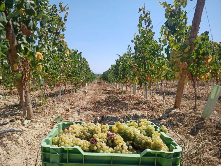 Coimbra: Rota da Bairrada gastronomic tour - Analyzing the Value: Is It Worth the Price?