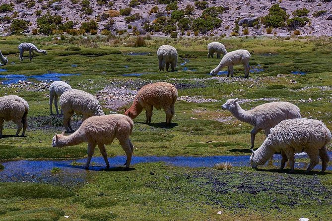 Colca Canyon 2 Days 1 Night, Spectacular - Cancellation and Refund Policy