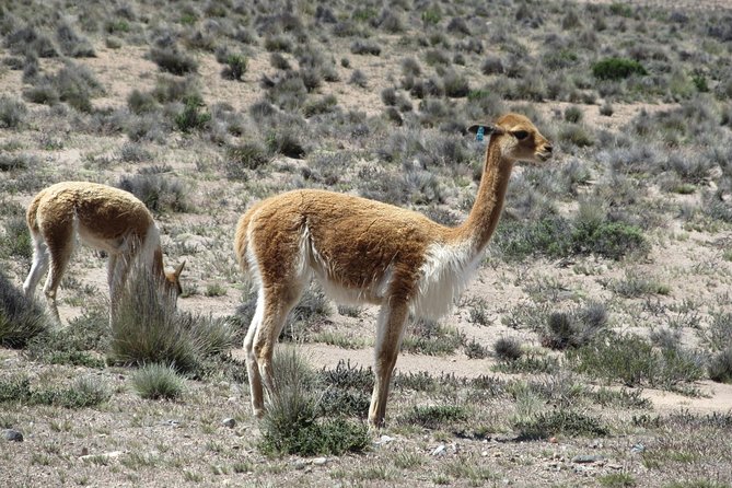 Colca Canyon Sightseeing Tour 2-Day 1-Night - Tour Highlights