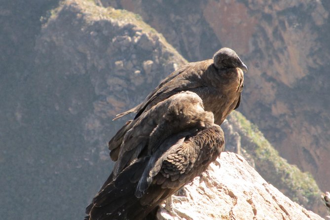 Colca Canyon Sightseeing Tour 2-Day 1-Night - Bird Watching at Andean Condor Viewpoint