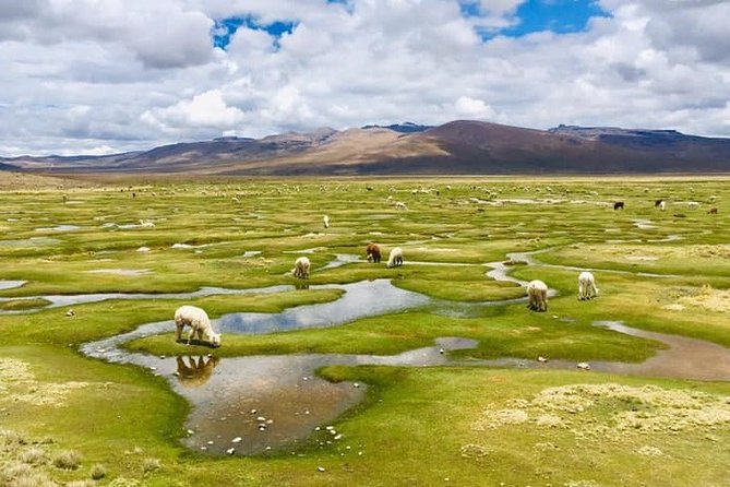 Colca Canyon Tour 2d Short Hiking +Overnight in Small Village Ending in Arequipa - Logistics
