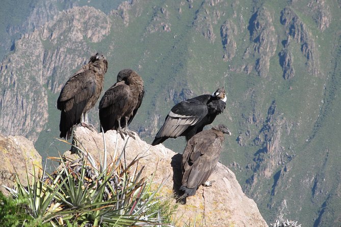 Colca Canyon Tour 2d Short Hiking Overnight in Small Village Ending in Puno - Meeting and Pickup