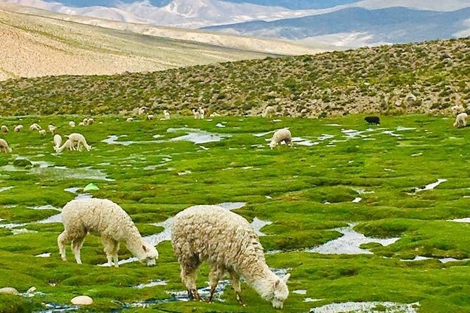 Colca Canyon Tour 2d Short Hiking Overnight in Small Village Ending in Puno - Pricing and Additional Information