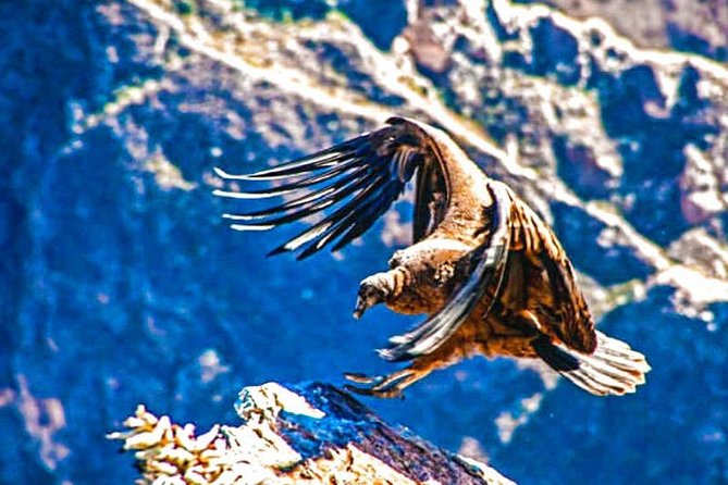Colca Full Day - Booking and Reviews