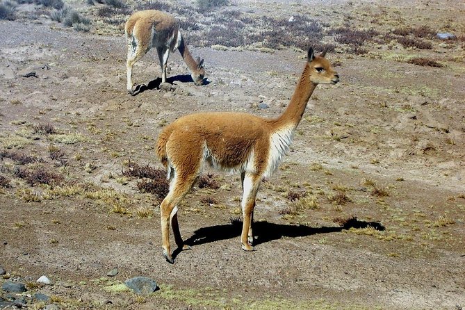 Colca Full Day Group Tour - Good To Know