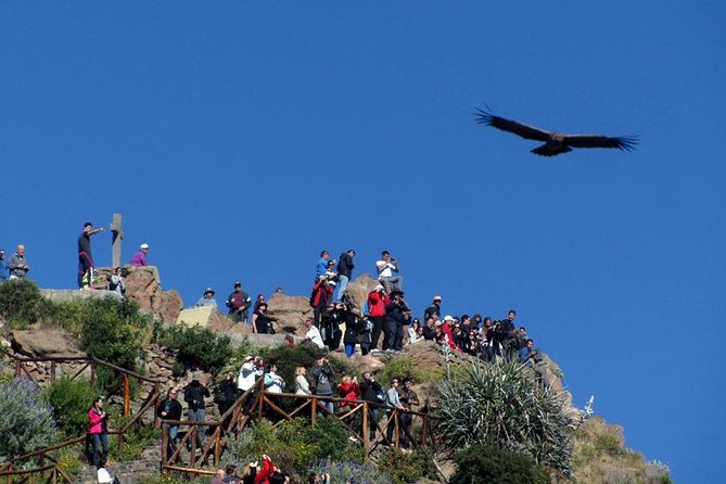 Colca Full Day Group Tour - Pricing and Inclusions
