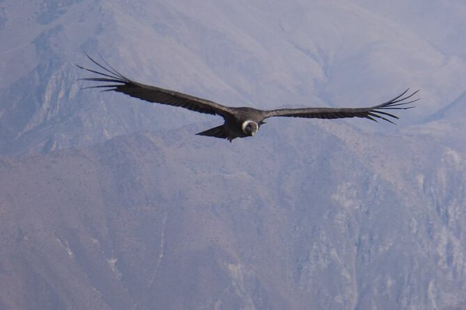 Colca Full Day Group Tour - Common Questions