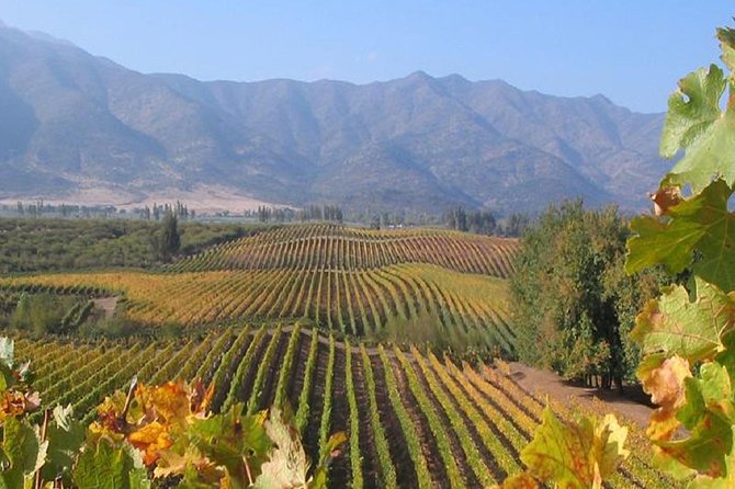 Colchagua Valley Vineyards Viu Manent and Montes Alpha - Visitor Experience Details