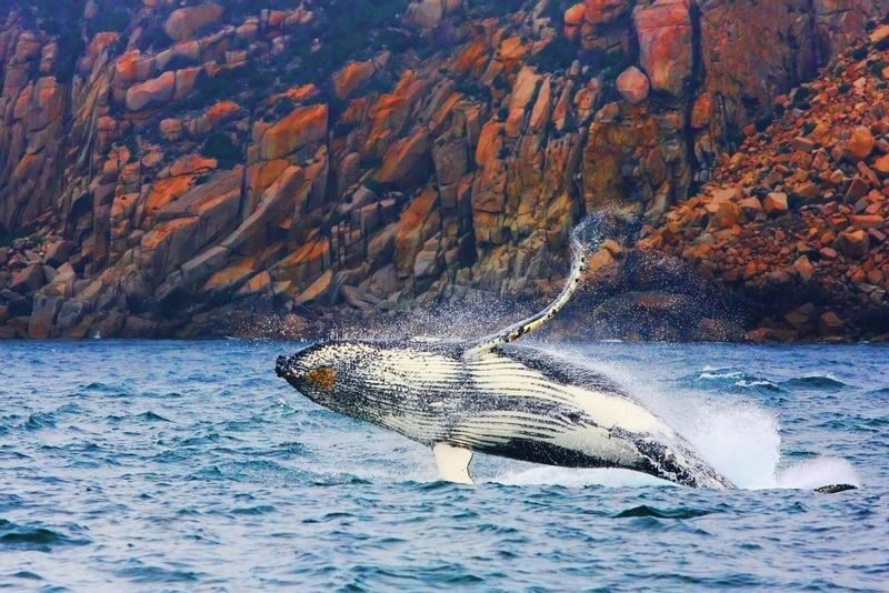 Coles Bay to Wineglass Bay Sightseeing Cruise - Four and a half hours at sea: the comfort question