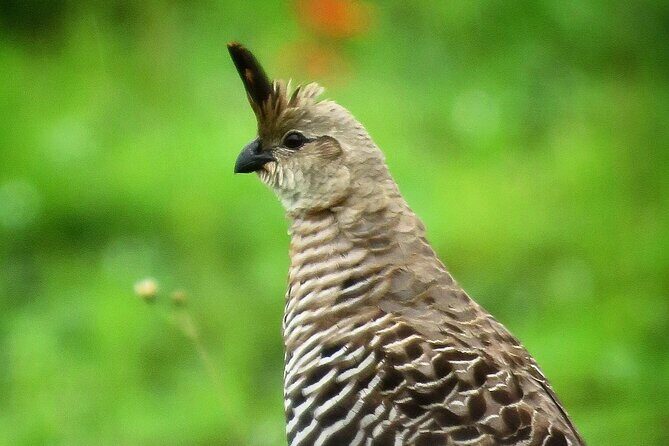 Colima Volcano Birdwatching Tour - Who is this tour perfect for?  