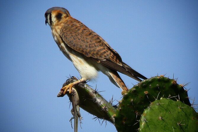 Colima Volcano Birdwatching Tour - What to Expect from the Itinerary