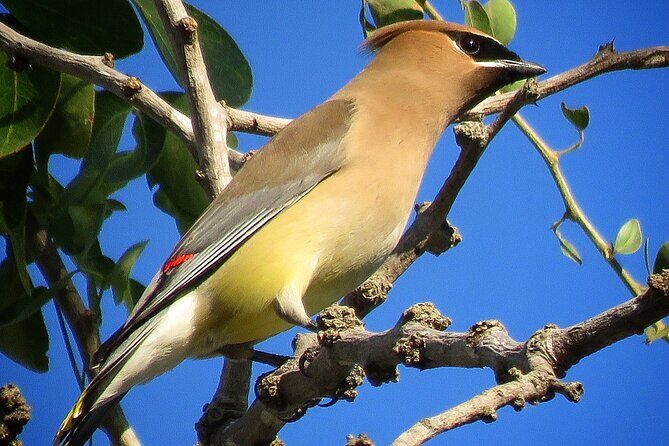 Colima Volcano Birdwatching Tour - Authentic Insights from Reviewers