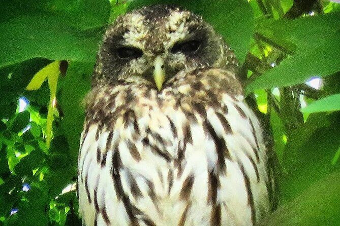 Colima Volcano Birdwatching Tour - Practical Tips for Travelers