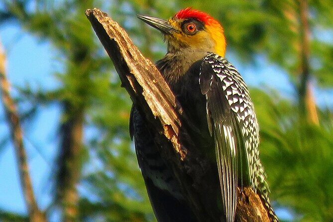 Colima Volcano Birdwatching Tour - The Sum Up
