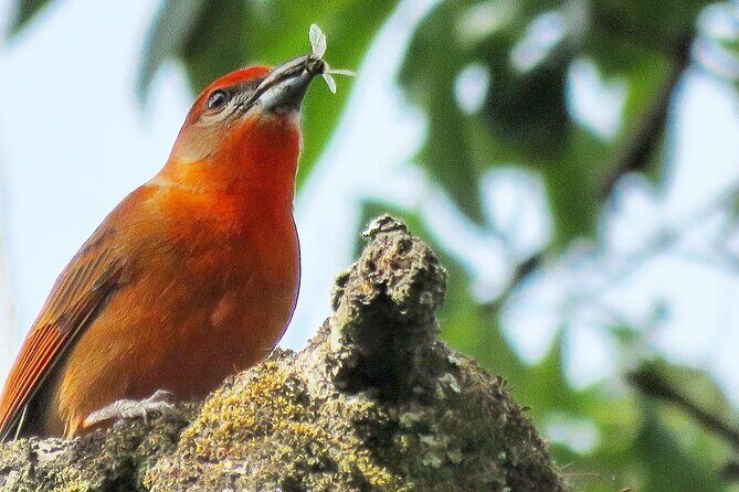 Colima Volcano Birdwatching Tour - FAQ