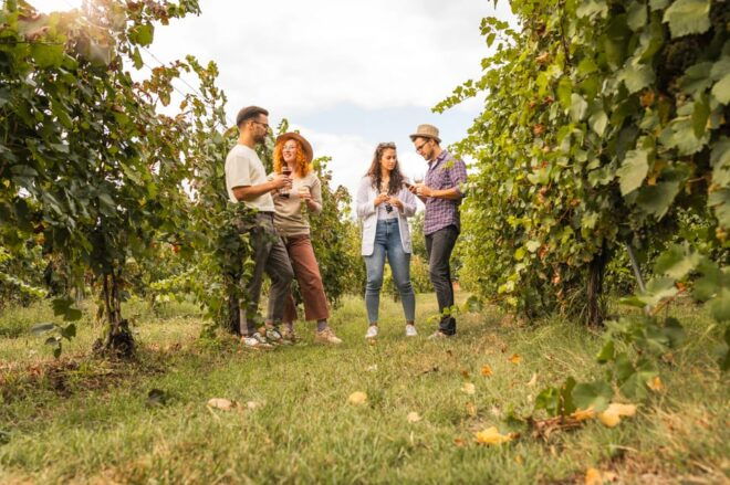 Collingwood: Blue Mountains Wine and Cider Tasting Tour - Customer Feedback