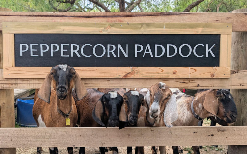 Collingwood Childrens Farm Ticket - A farm day just beyond Melbourne’s centre