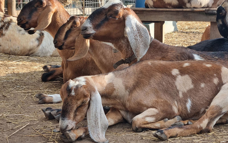 Collingwood Childrens Farm Ticket - Meeting the animals, with some sessions on a schedule