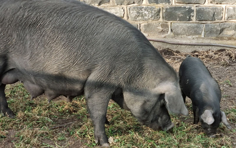 Collingwood Childrens Farm Ticket - Planning your route around the day